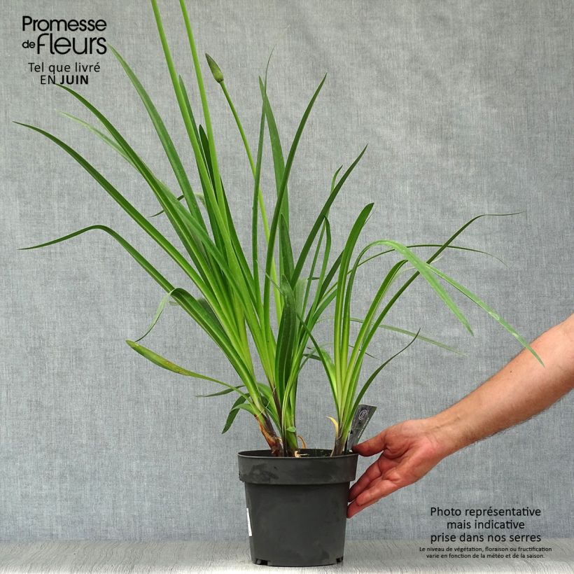 Esimerkki kesällä toimitetusta Sinisarja Royal Velvet Pot de 2L/3L-taimesta