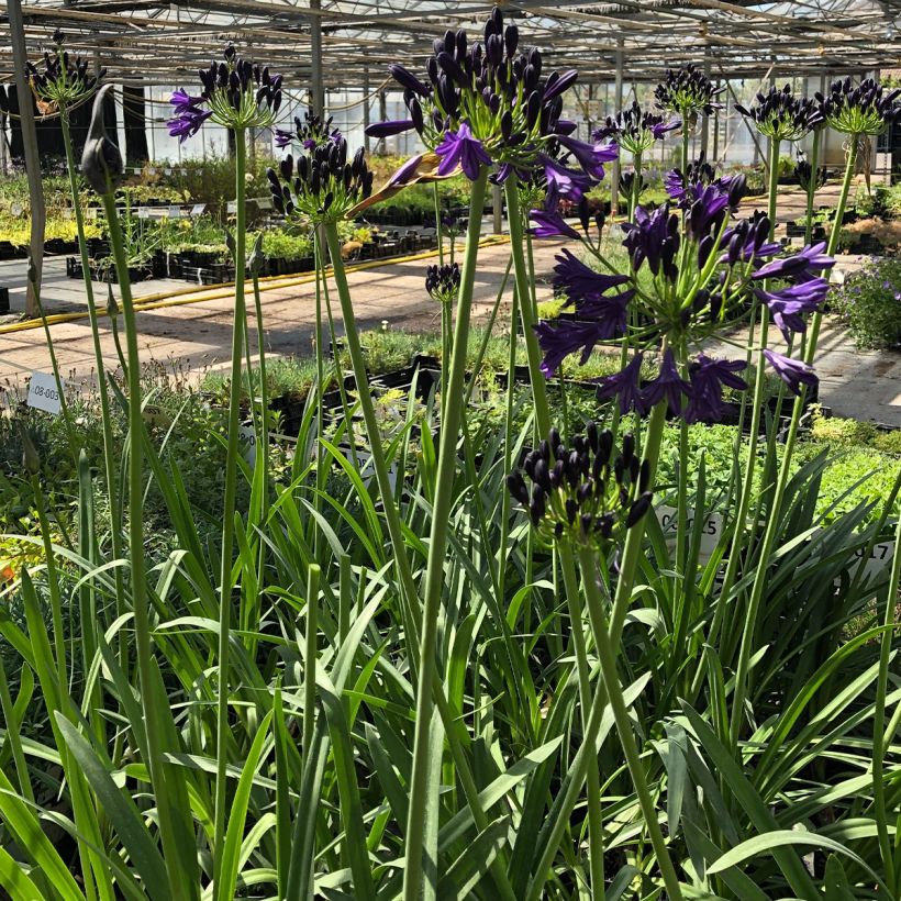 Sinisarja Royal Velvet (Plant habit)