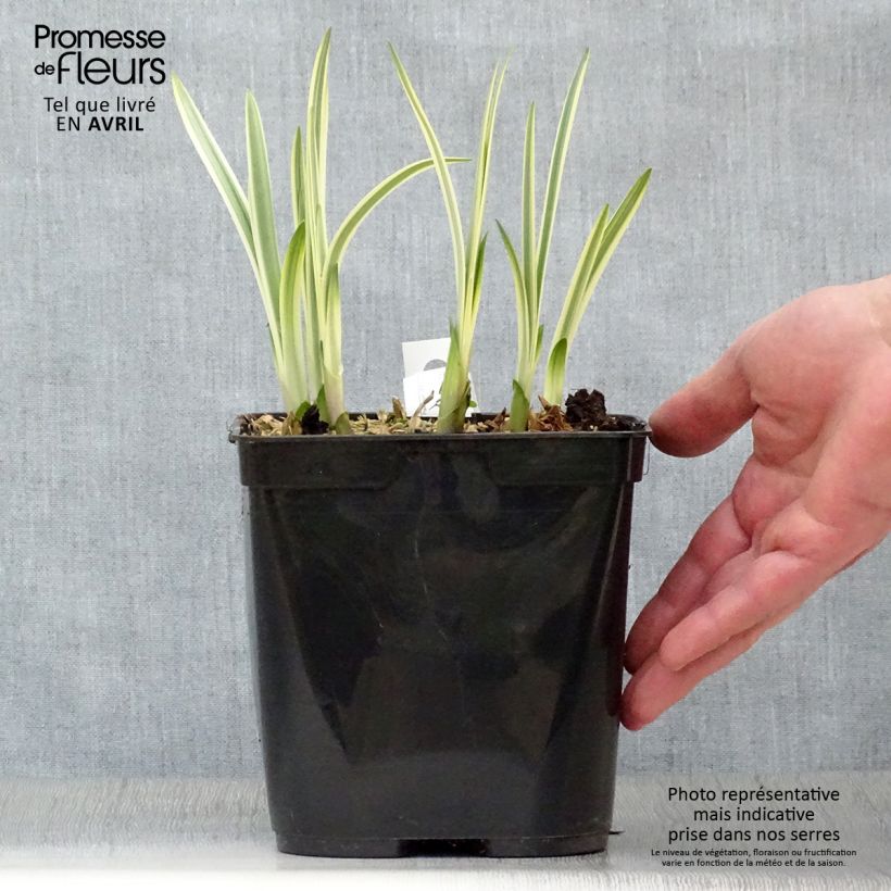 Example of Sinisarja Silver Moon Pot de 1L/1,5L as you get in printemps