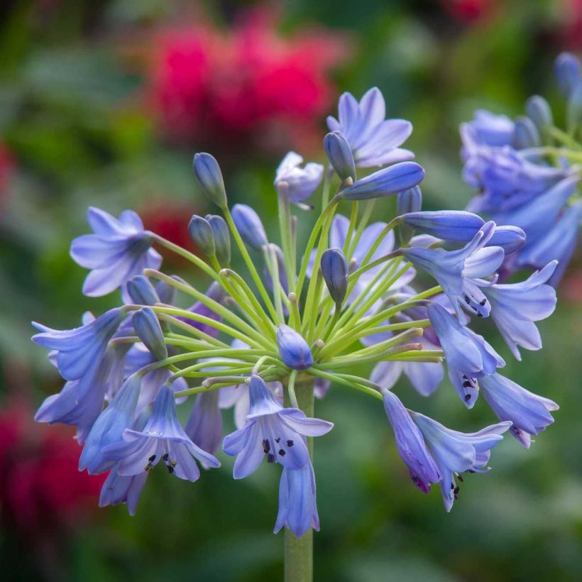 Sinisarja Southern Cross (Flowering)