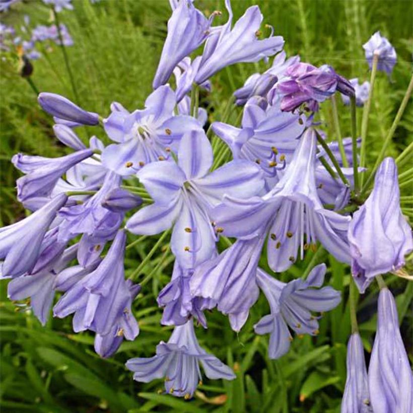 Sinisarja Stars and Stripes (Flowering)