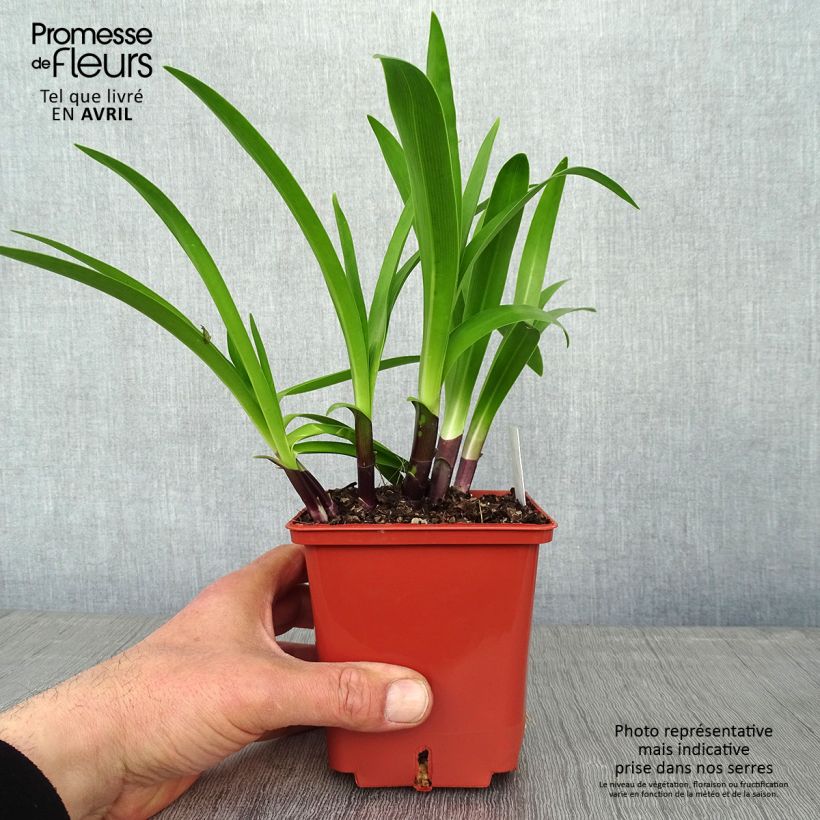 Example of Sinisarja Stars and Stripes Pot de 1L/1,5L as you get in printemps