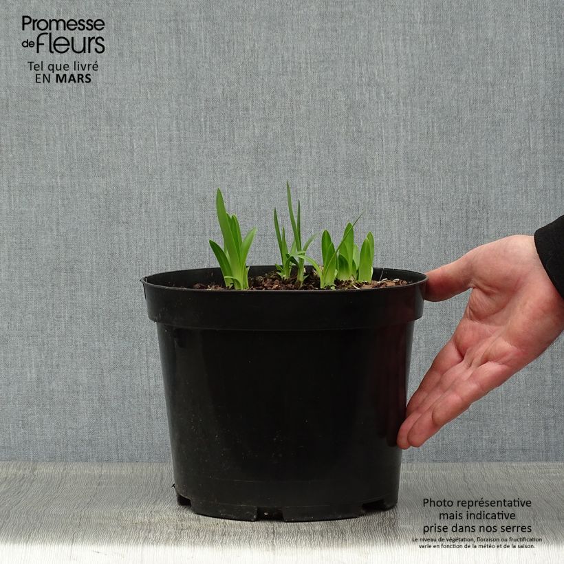 Example of Sinisarja Sunfield Pot de 2L/3L as you get in printemps