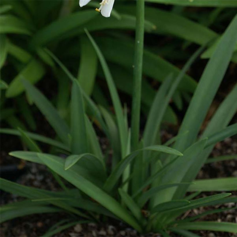 Sinisarja Thumbelina (Foliage)