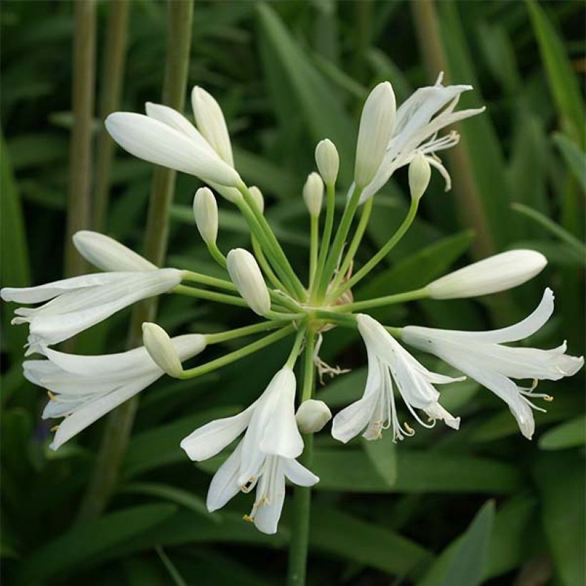 Sinisarja Thumbelina (Flowering)