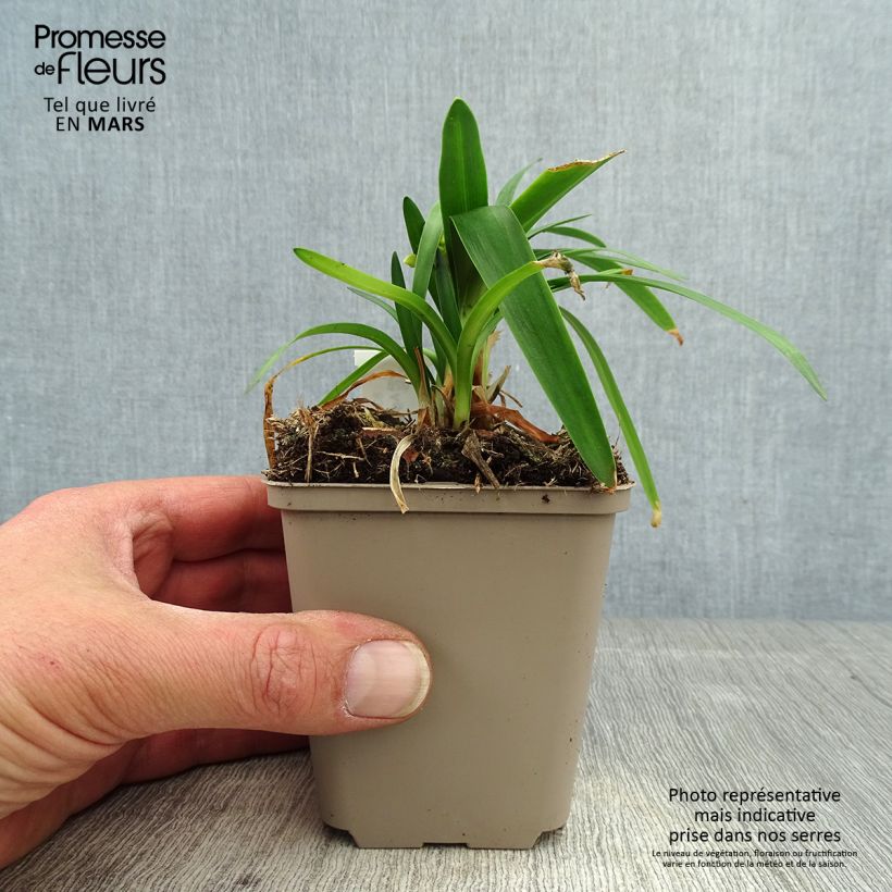 Example of Sinisarja Thumbelina Godet de 8/9 cm as you get in printemps