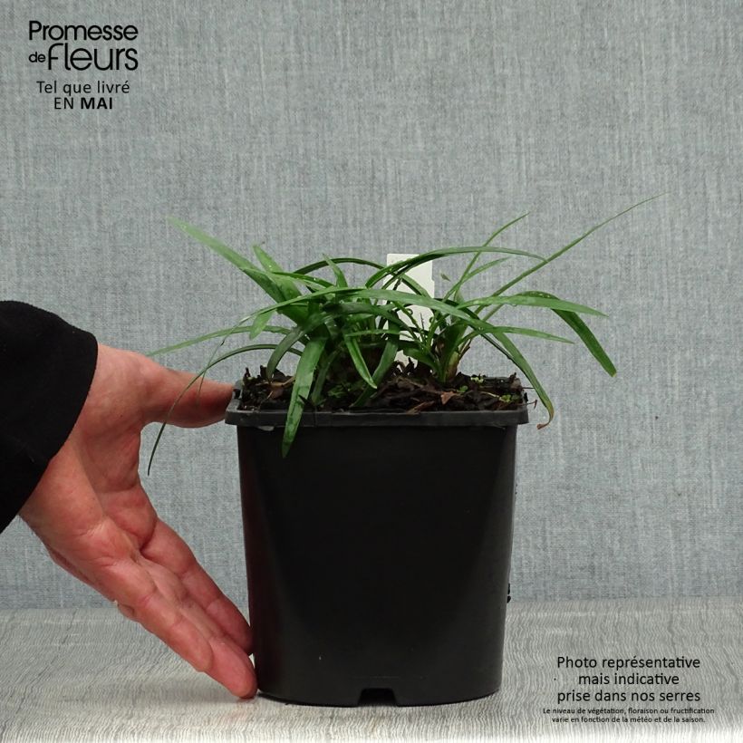 Example of Sinisarja Thumbelina Pot de 2L/3L as you get in printemps