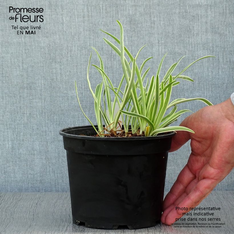 Example of Sinisarja Tinkerbell Pot de 2L/3L as you get in printemps