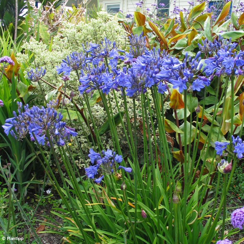 Sinisarja Tom Thumb (Plant habit)