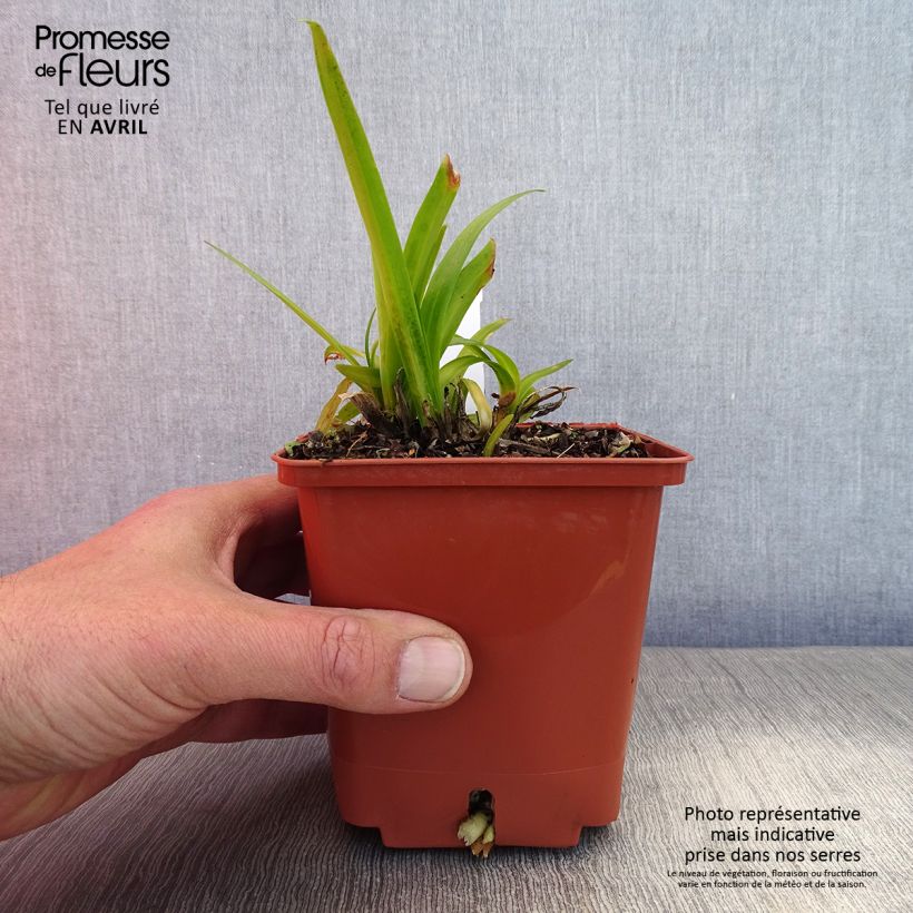 Example of Sinisarja Tom Thumb Pot de 1L/1,5L as you get in printemps