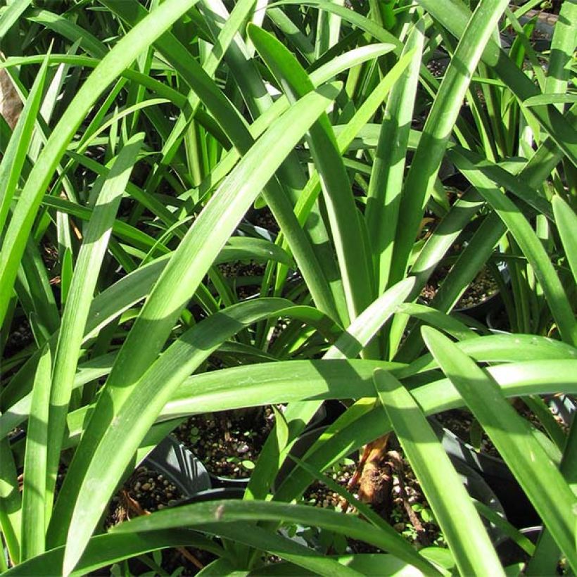 Sinisarja Twister (Foliage)