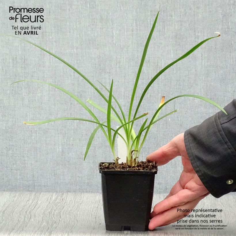 Example of Sinisarja Twister Godet de 8/9 cm as you get in printemps