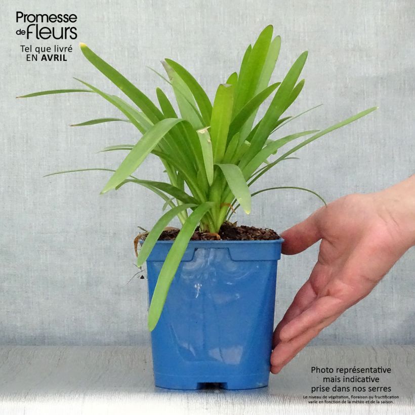 Example of Sinisarja Twister Pot de 1,5L/2L as you get in printemps