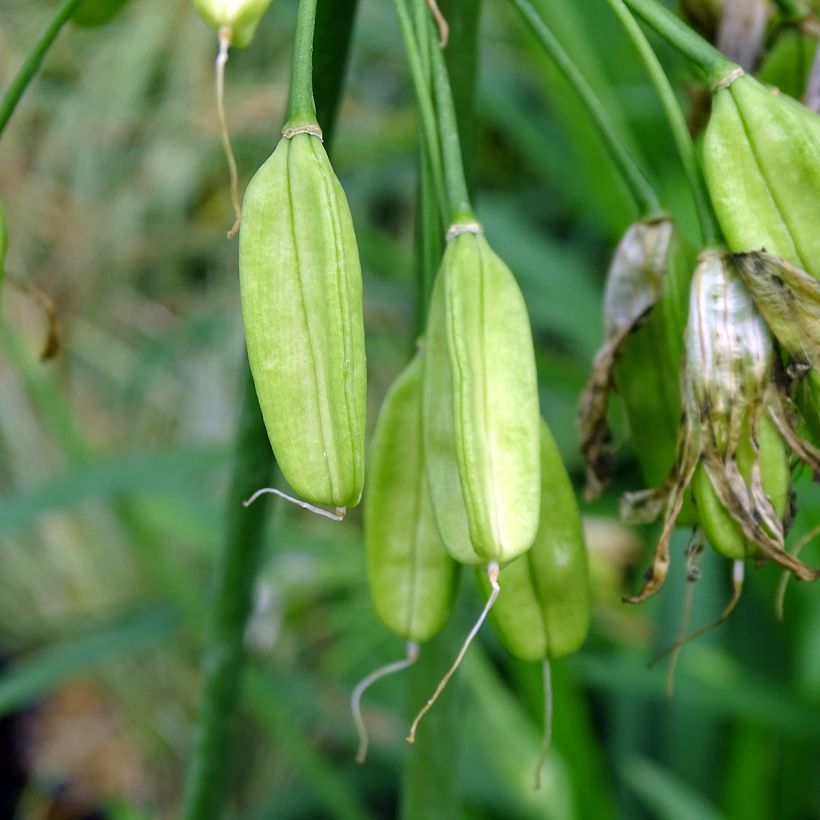 Sinisarja Twister (Harvest)