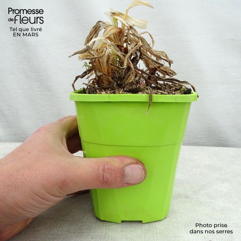 Example of Sinisarja Twister Pot de 3L/4L as you get in printemps