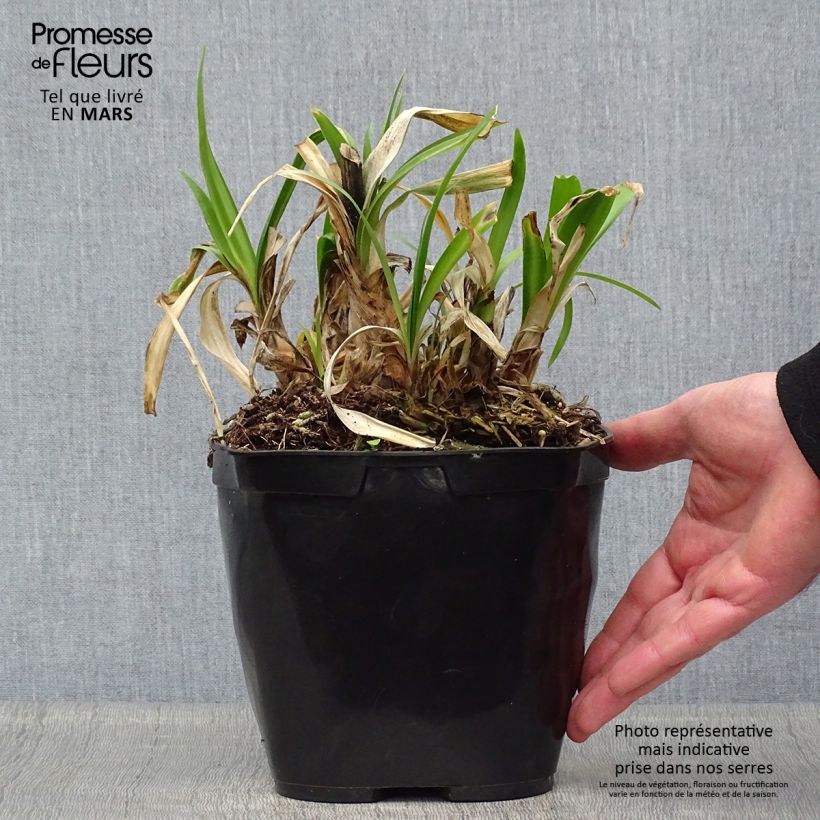 Example of Sinisarja Vallée de l'Authion Pot de 2L/3L as you get in printemps
