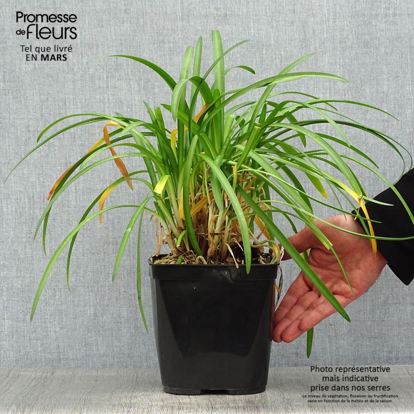 Example of Sinisarja Vallée de la Romanche Pot de 2L/3L as you get in printemps