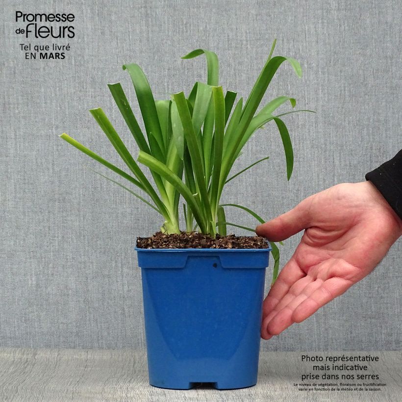 Example of Sinisarja Vallée de la Sarthe Pot de 2L/3L as you get in printemps