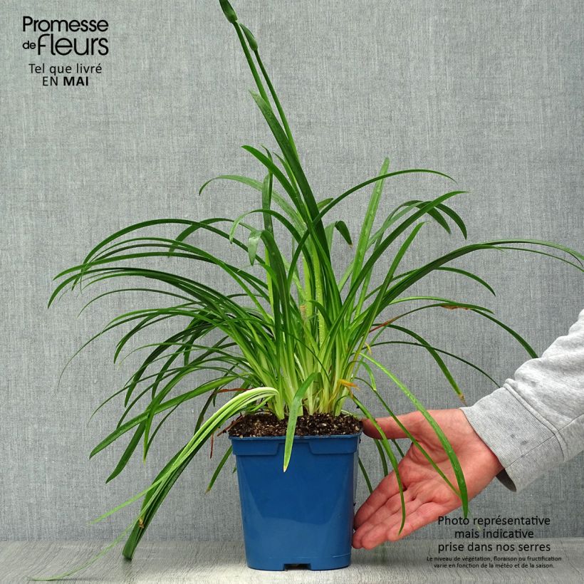 Example of Sinisarja White Baby Pot de 2L/3L as you get in printemps