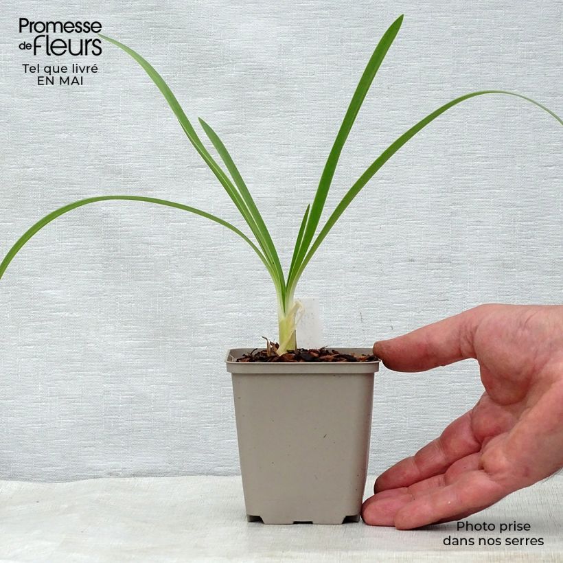 Example of Sinisarja White Heaven Godet de 8/9 cm as you get in printemps