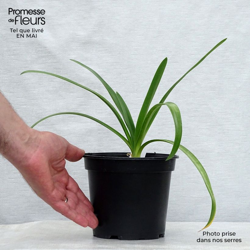 Example of Sinisarja White Heaven Pot de 2L/3L as you get in printemps