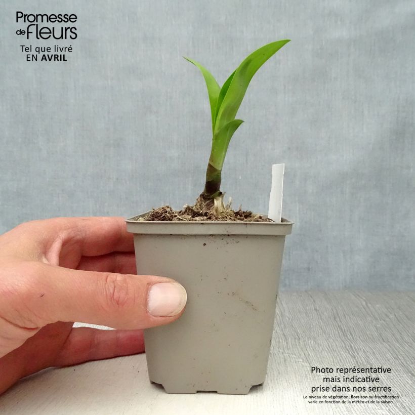 Example of Sinisarja Windsor grey Godet de 8/9 cm as you get in printemps