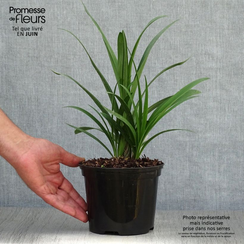 Esimerkki kesällä toimitetusta Sinisarja Windsor grey Pot de 2L/3L-taimesta