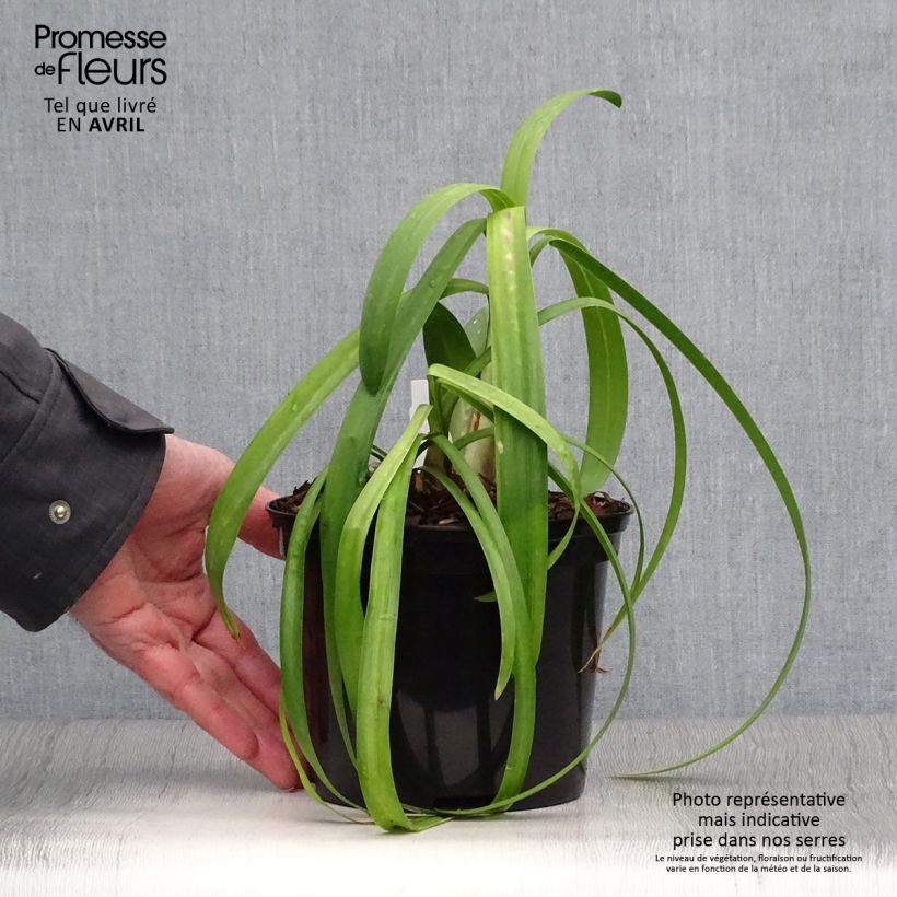 Example of Sinisarja Windsor grey Pot de 2L/3L as you get in printemps