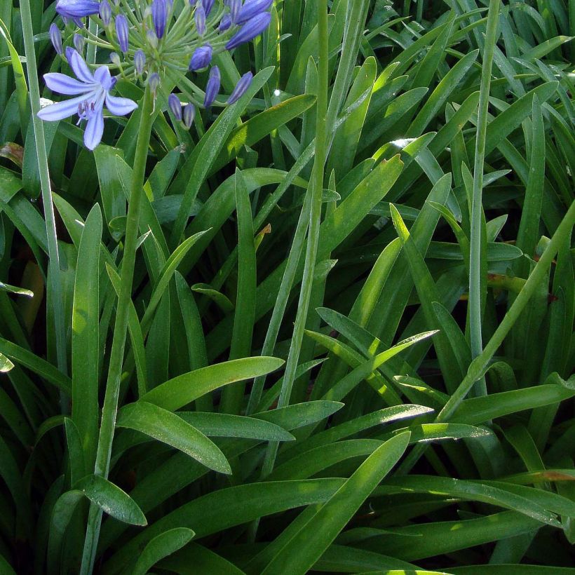 Sinisarja - Agapanthus umbellatus (Foliage)