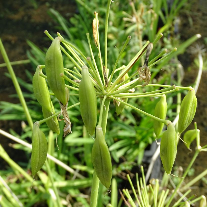 Sinisarja Albus (Harvest)