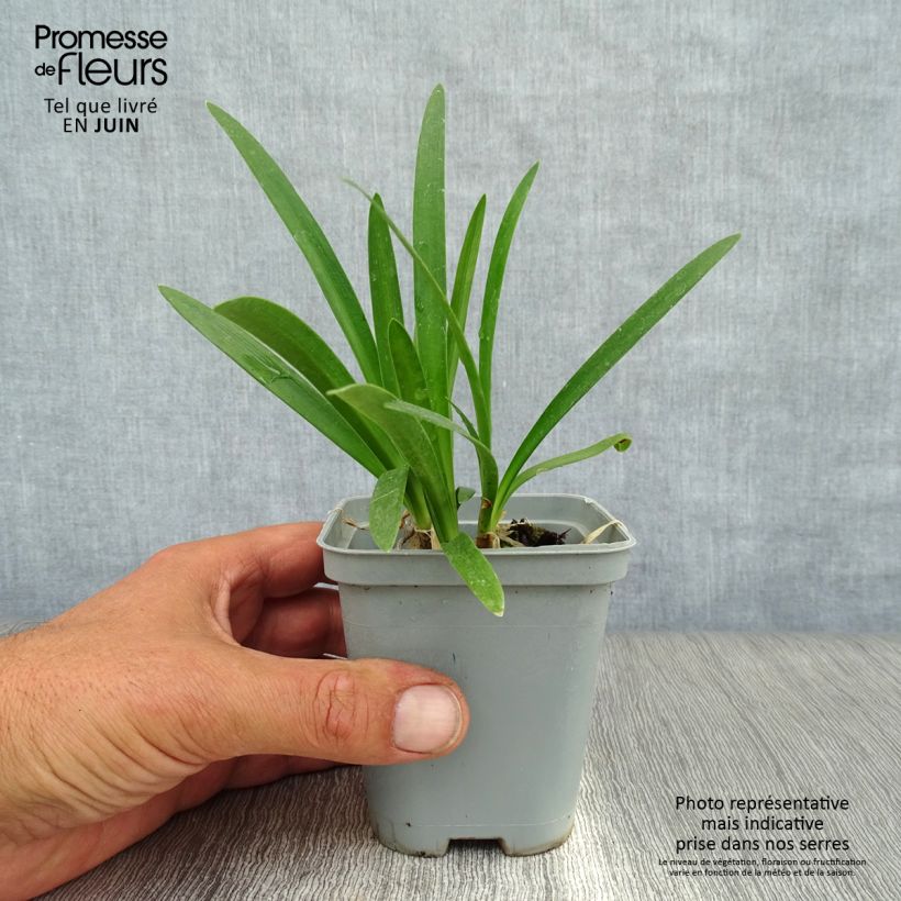 Esimerkki kesällä toimitetusta Sinisarja Albus Taimiruukku 7/8 cm-taimesta