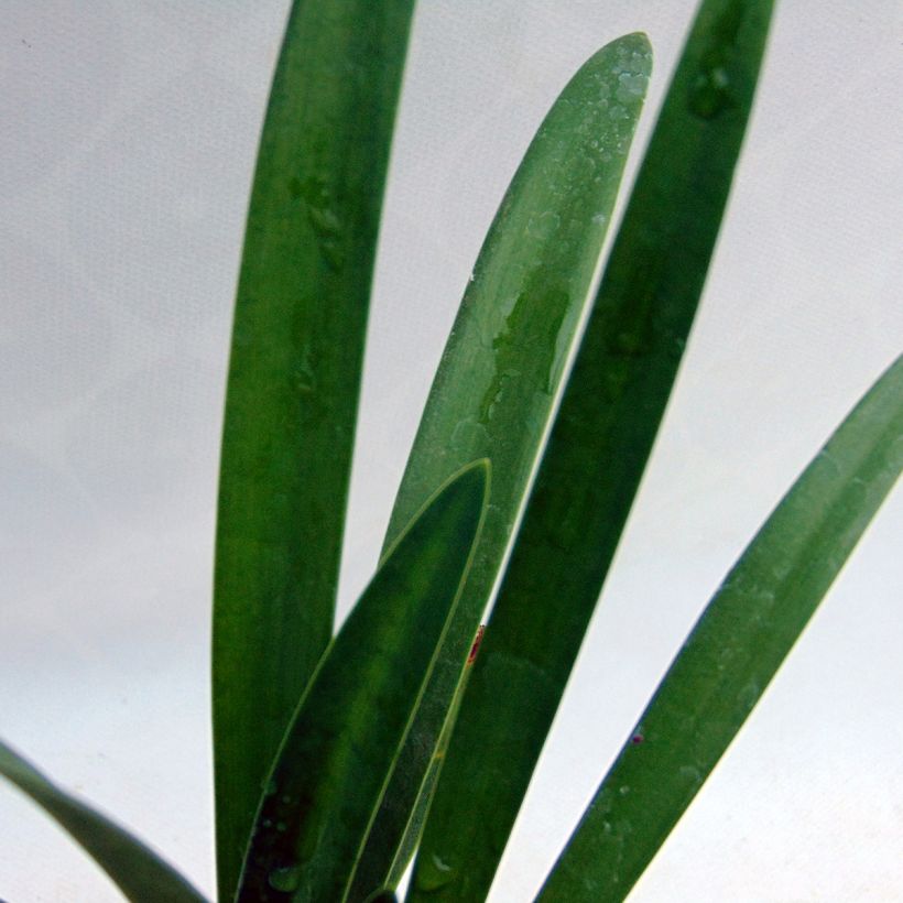Sinisarja Albus (Foliage)