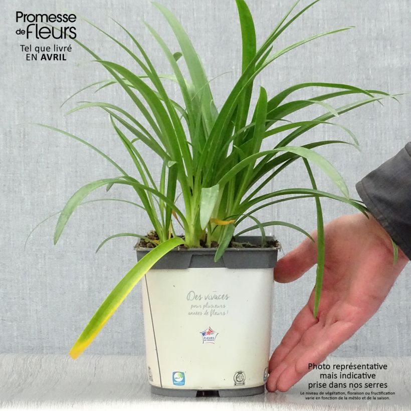 Example of Sinisarja Albus Pot de 2L/3L as you get in printemps