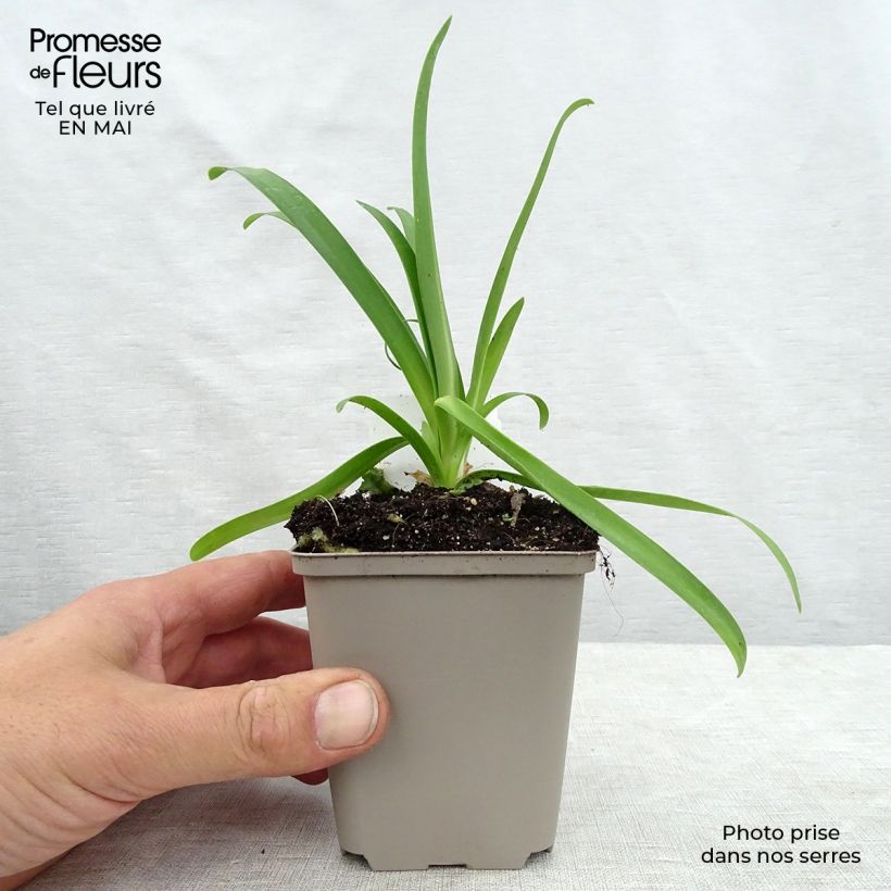 Example of Sinisarja Albus Godet de 7/8 cm as you get in printemps