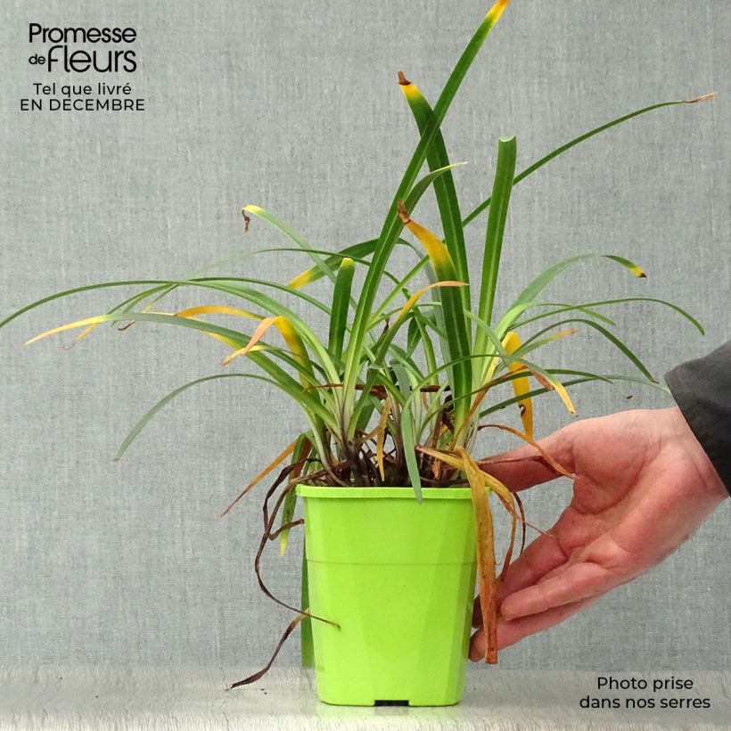 Example of Sinisarja Blue Jeans Pot de 1,5L/2L as you get in hiver