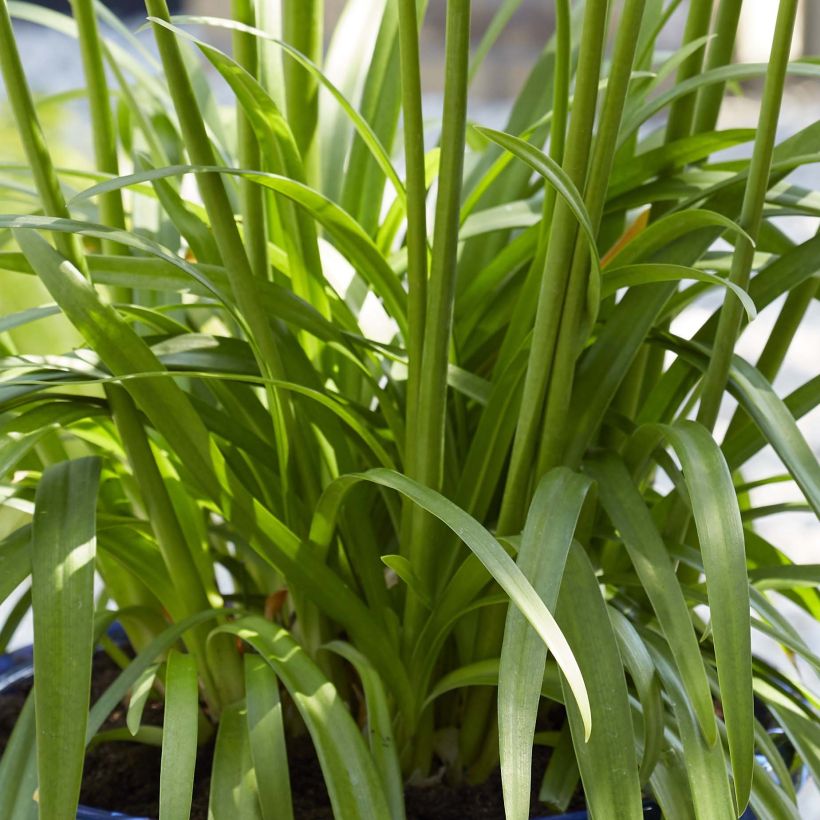 Sinisarja Blue Thunder (Foliage)