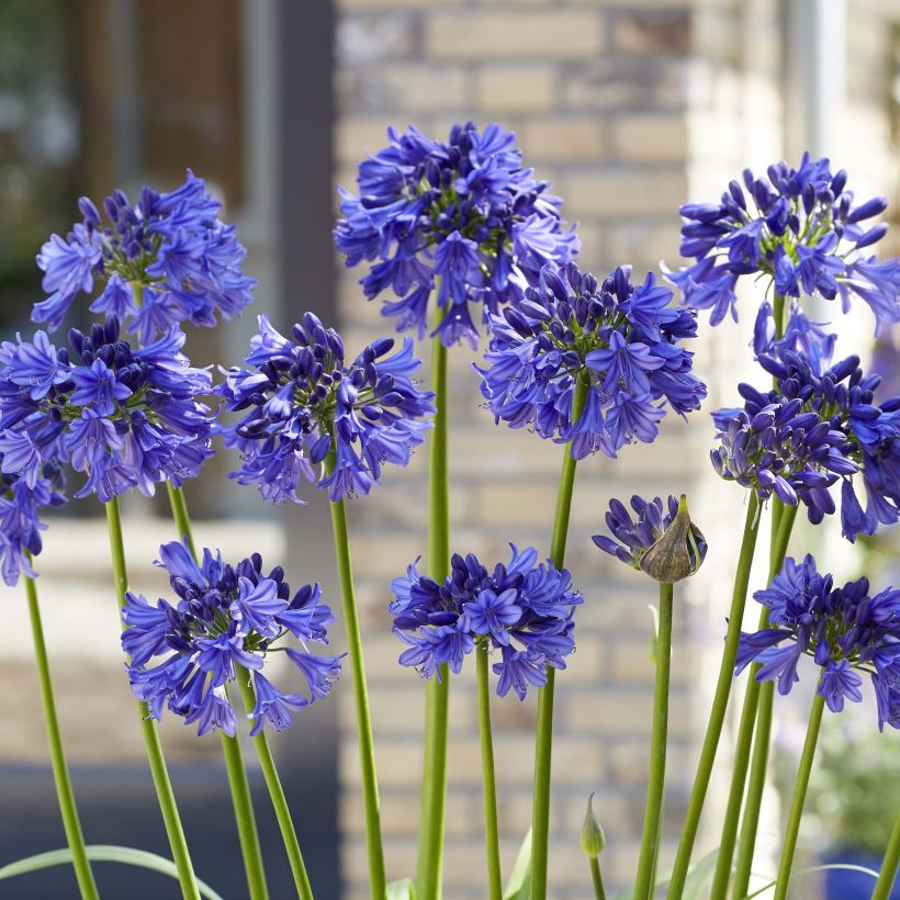 Sinisarja Blue Thunder (Flowering)