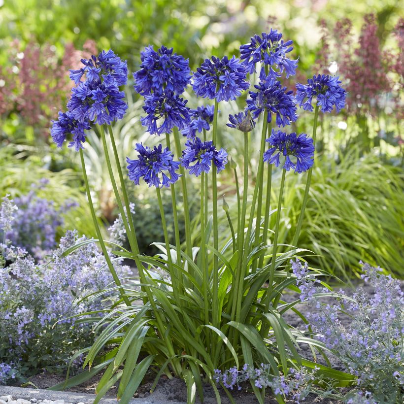 Sinisarja Blue Thunder (Plant habit)