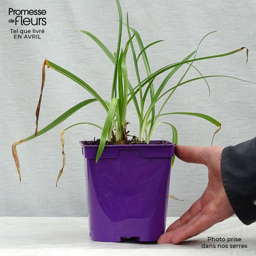 Example of Sinisarja Ever Sapphire Pot de 1,5L/2L as you get in printemps