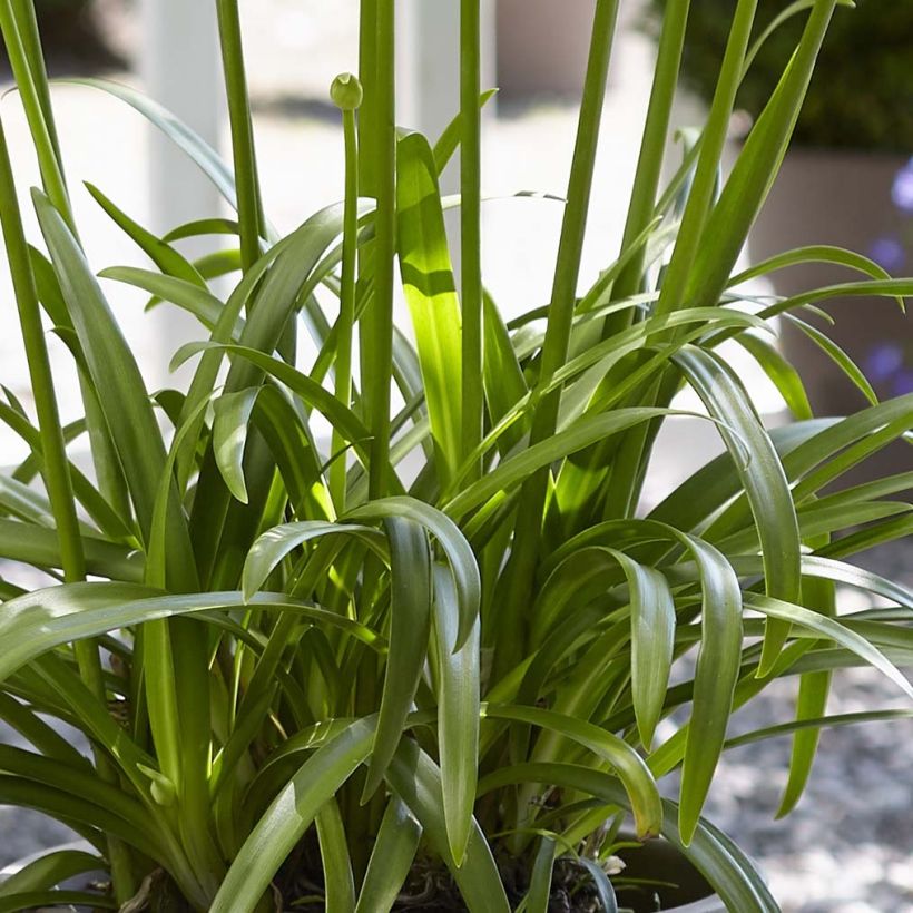 Sinisarja Ever White (Foliage)