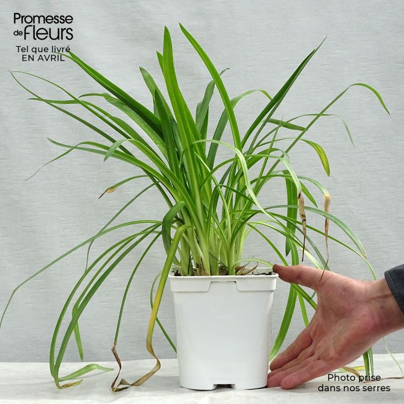 Example of Sinisarja Ever White Pot de 1L/1,5L as you get in printemps