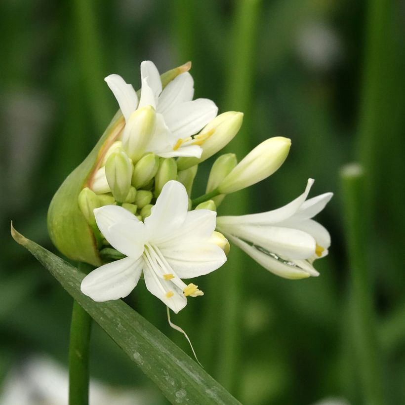 Sinisarja Ever White (Kukinta)