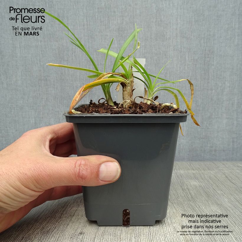 Example of Sinisarja Fireworks Pot de 1L/1,5L as you get in printemps