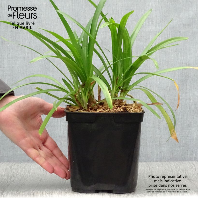 Example of Sinisarja Fireworks Pot de 2L/3L as you get in printemps