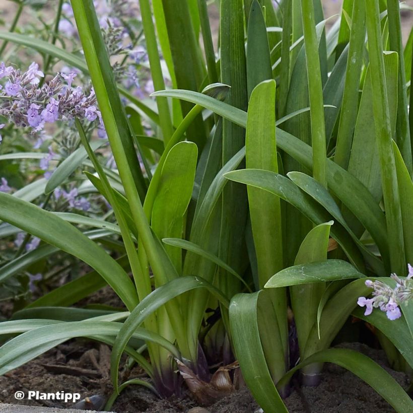 Sinisarja Poppin’ Purple (Foliage)