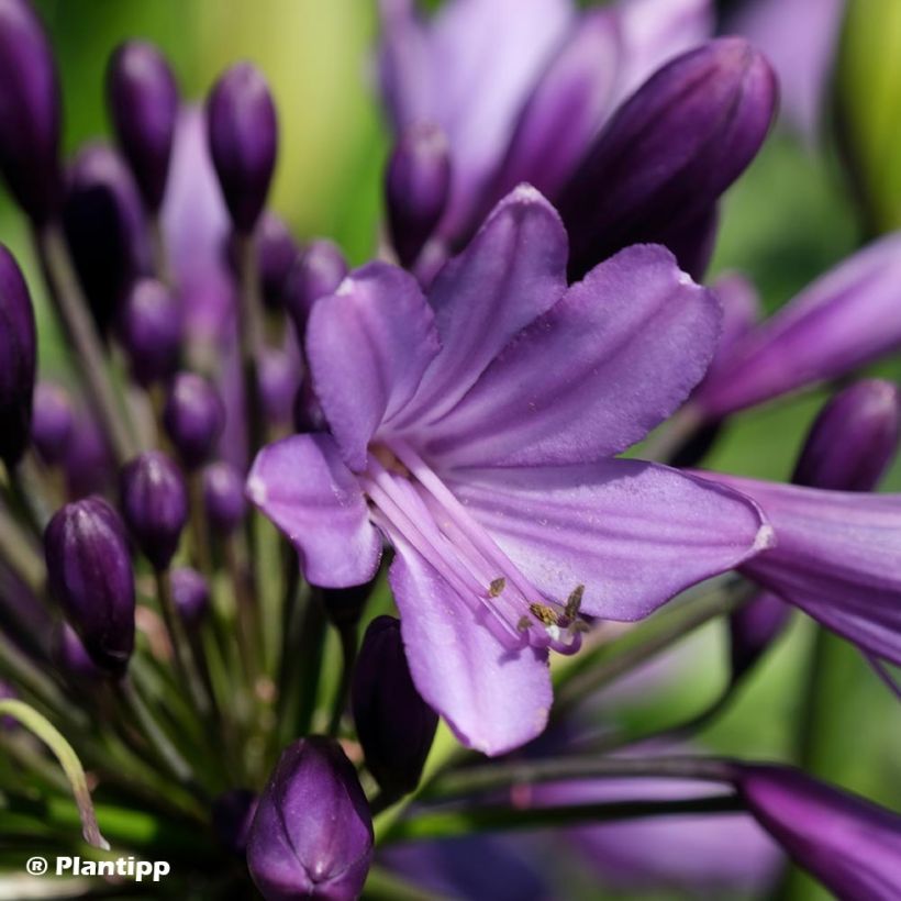 Sinisarja Poppin’ Purple (Flowering)
