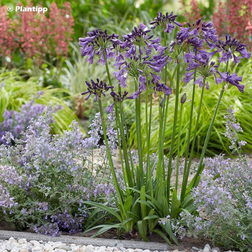 Sinisarja Poppin’ Purple (Plant habit)