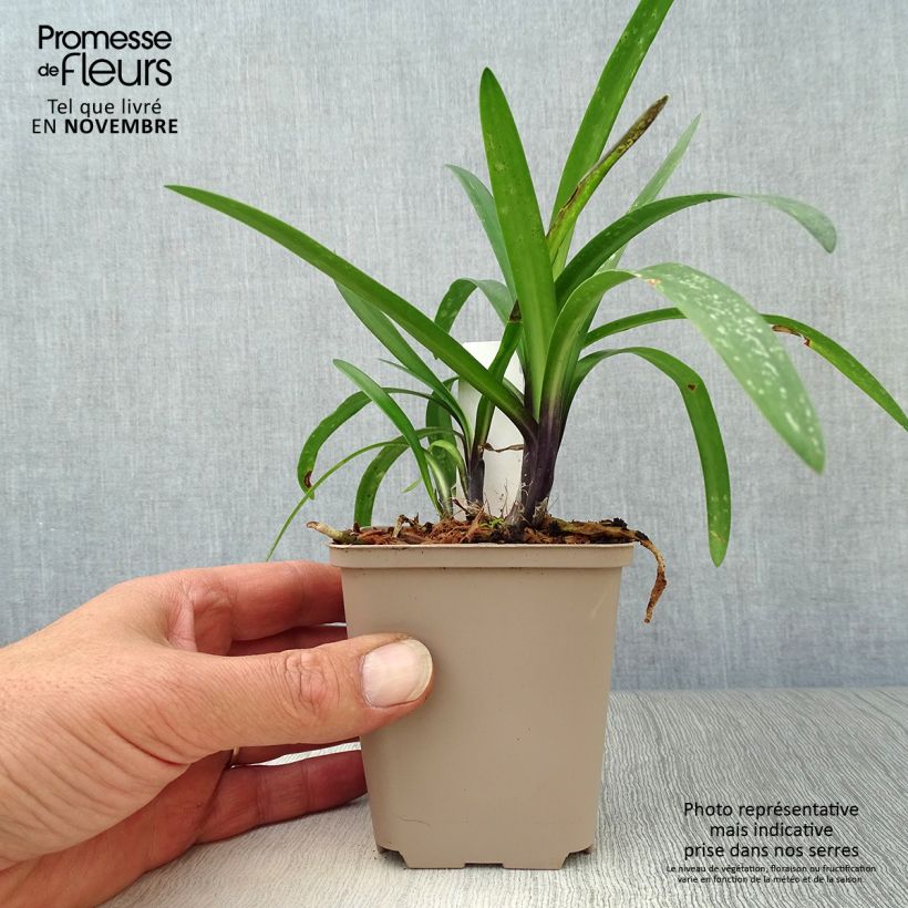 Esimerkki syksyllä toimitetusta Sinisarja Poppin’ Purple 8/9 cm taimiruukku-taimesta