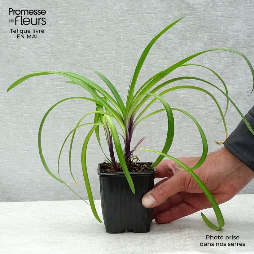Example of Sinisarja Poppin’ Purple Godet de 8/9 cm as you get in printemps