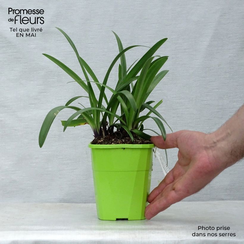 Example of Sinisarja Poppin’ Purple Pot de 1,5L/2L as you get in printemps
